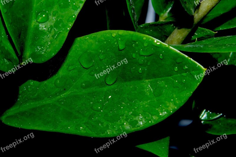 Plant Leaf Green Drop Of Water Beautiful