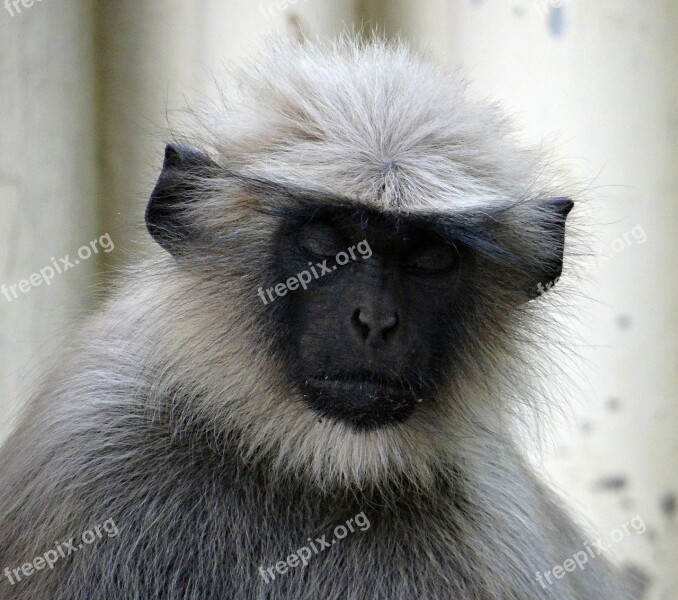 Gray Langur Thinking Sleeping Monkey Animal