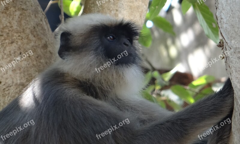 Gray Langur Monkey Animal Mammal Female