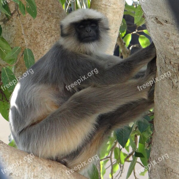 Gray Langur Monkey Sleeping Animal Mammal