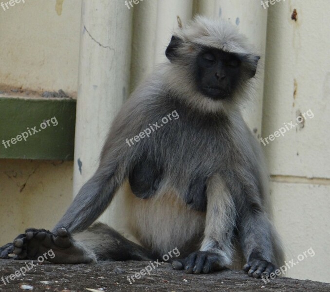 Gray Langur Monkey Meditation Meditating Animal