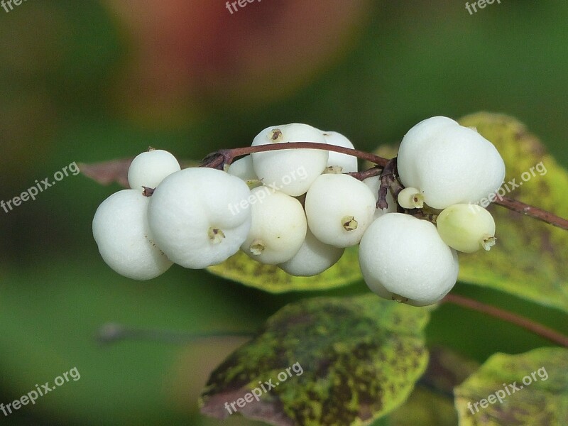 Common Snowberry Berries White Symphoricarpas Albus Toy Torpedo