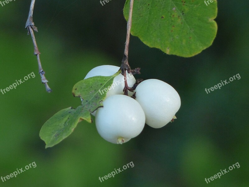 Common Snowberry Berries White Symphoricarpas Albus Toy Torpedo