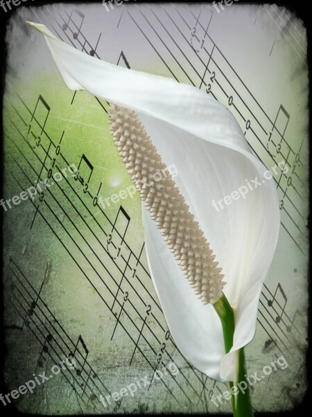 Spathiphyllum Flower White Plant Filigree