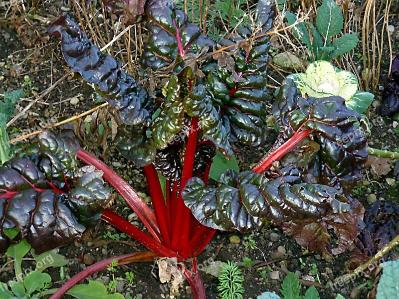 Rhubarb Rheum Rhabarbarum Exotic Plant Botanical Garden