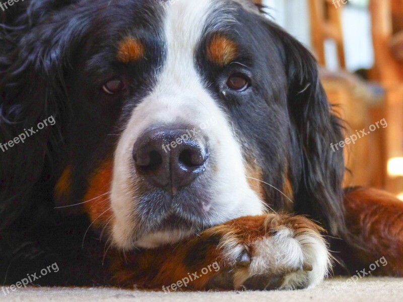 Bernese Mountain Dog Dog Resting Head Portrait