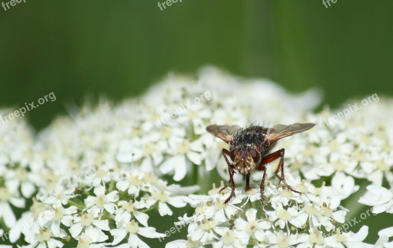 Fly Blossom Bloom Insect Close Up