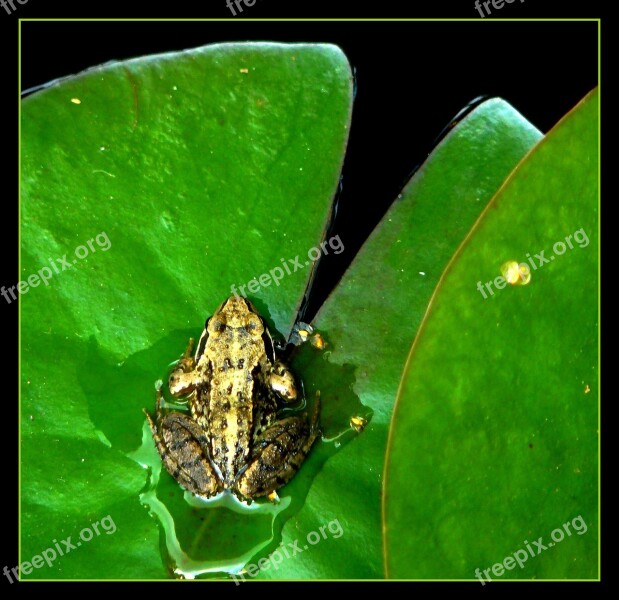 Frog Frogs Amphibians Pond Water Lily