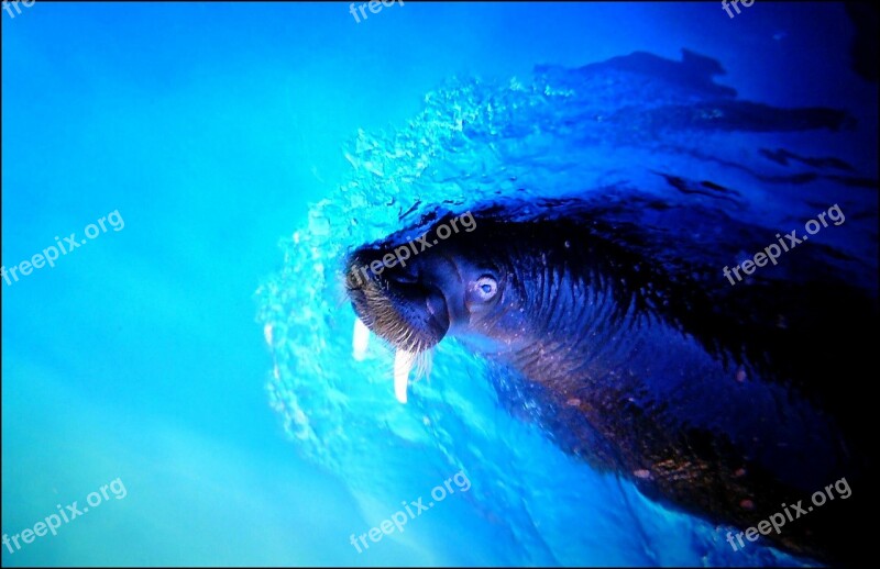 Walrus Sea ​​lion Sea Meeresbewohner Underwater