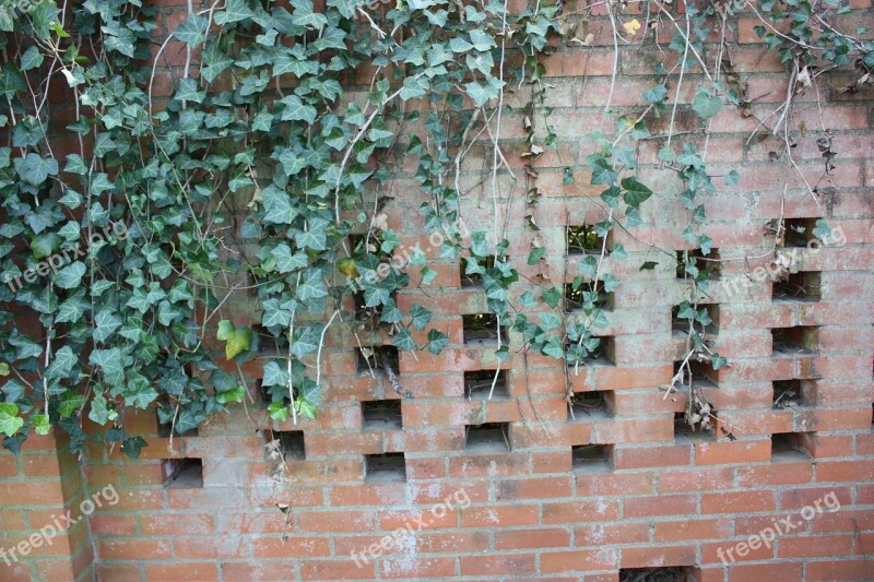 Brick Wall Ivy Bricks Outside Wall