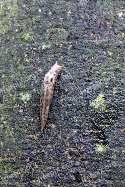 Snail Slug Tigerschnegel Nyctelia Limax Maximus