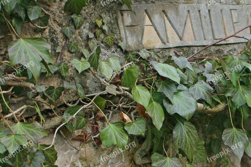 Ivy Stone Lettering Family Fouling