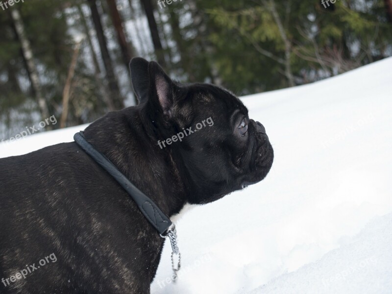 Dog Bulldog Pet French Bulldog Winter