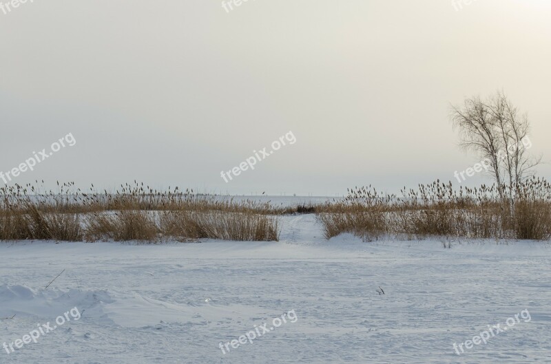 Field Winter Wood Reed Grass