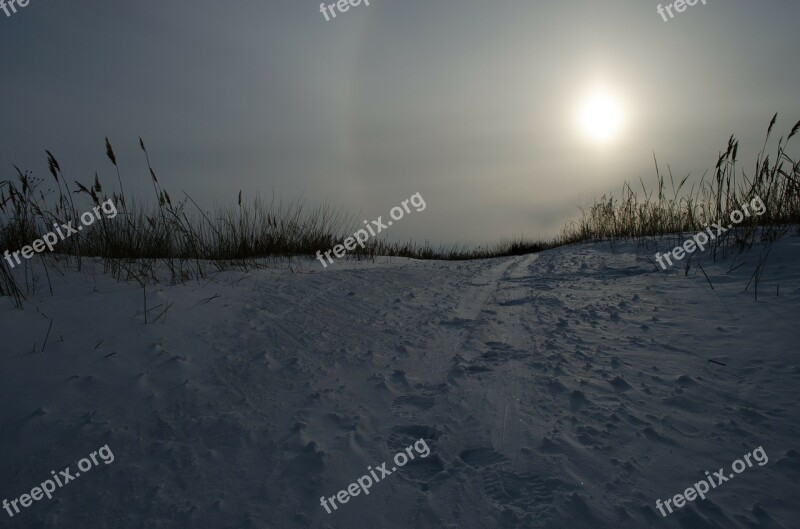 Field Winter Wood Reed Grass