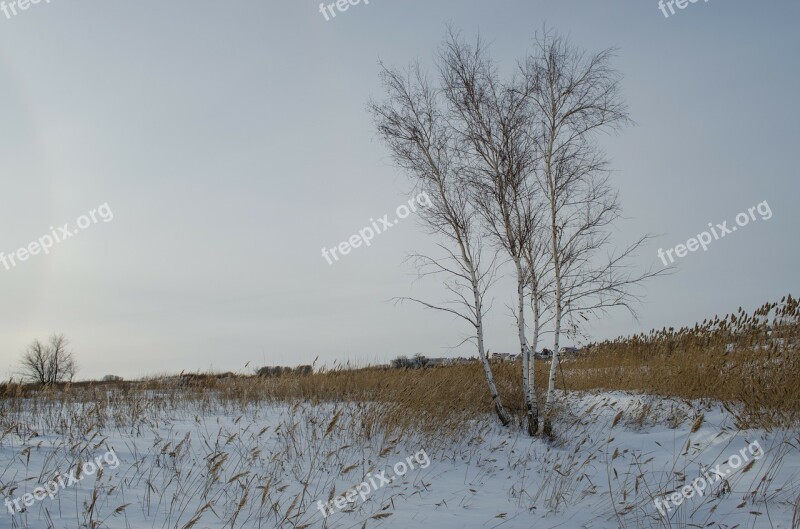 Field Winter Wood Reed Grass