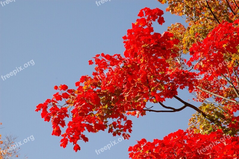 Blue Sky Fall Autumn Golden Autumn Fall Colors