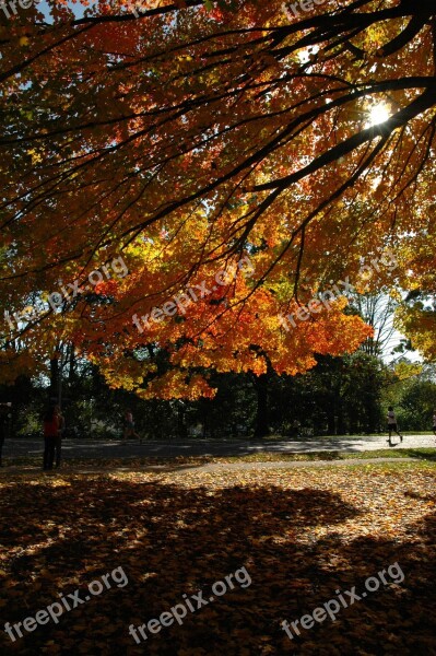 Fall Aut Autumn Golden Autumn Fall Colors