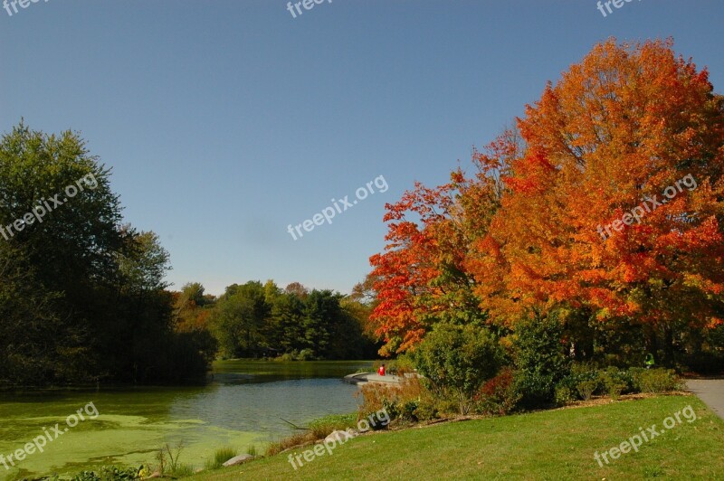 Fall Autumn Golden Autumn Fall Colors Fall Leaves