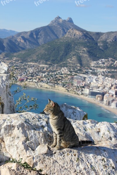 Cat Feline Calpe Alicante Spain