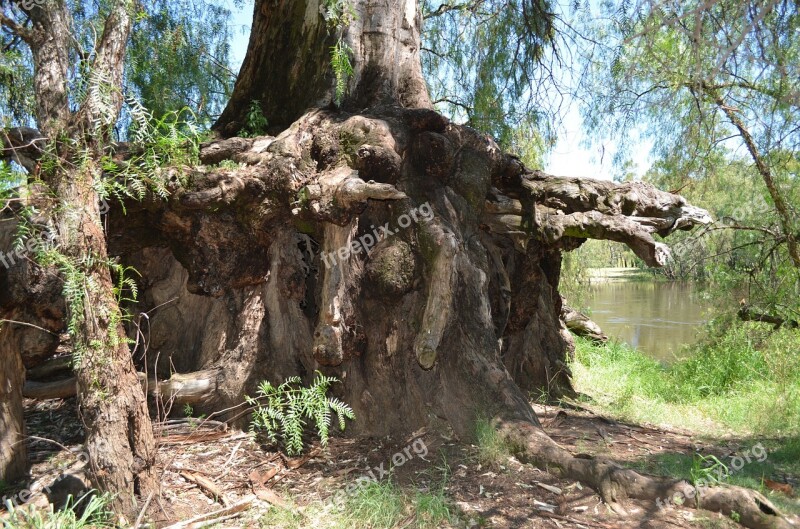 Trees Roots Bark Wood Nature