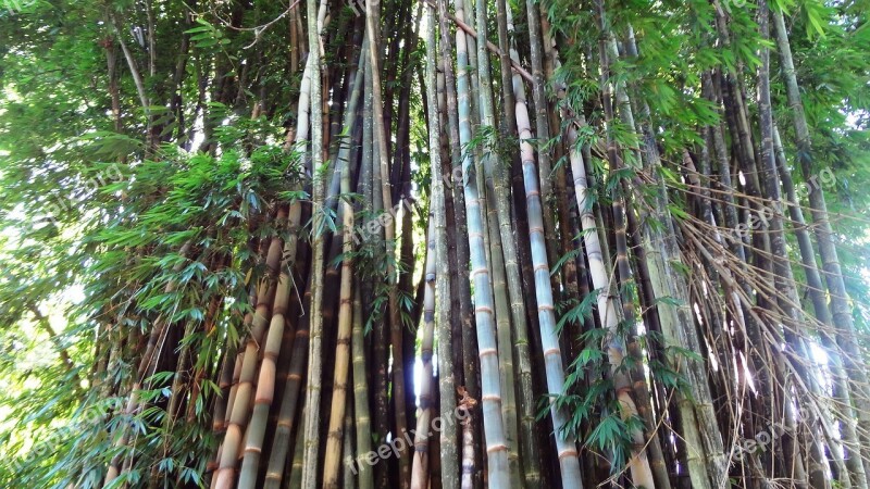 Bamboo Bamboo Grove Bamboos Free Photos