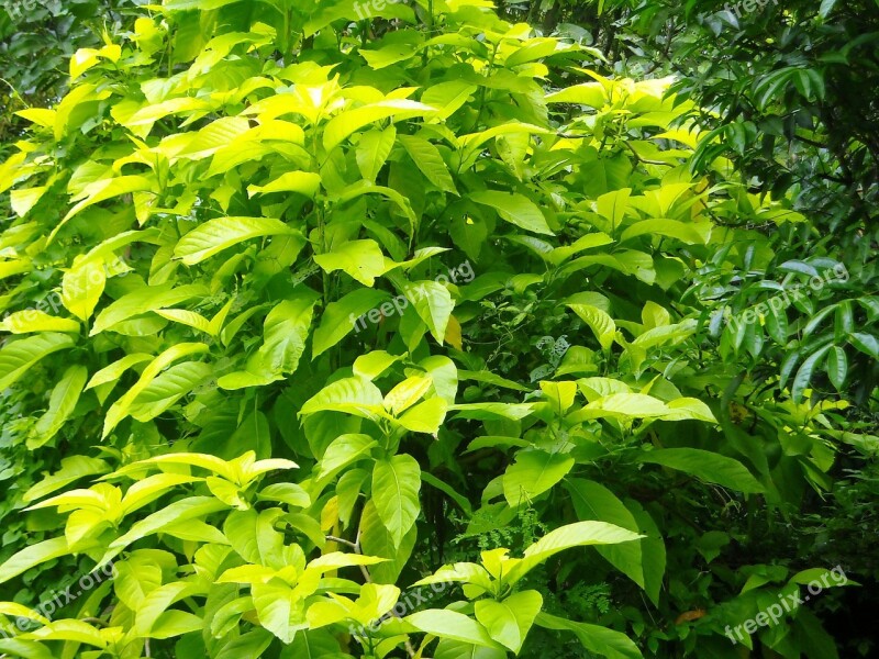 Ornamental Plants Garden Leaf Green Yellow