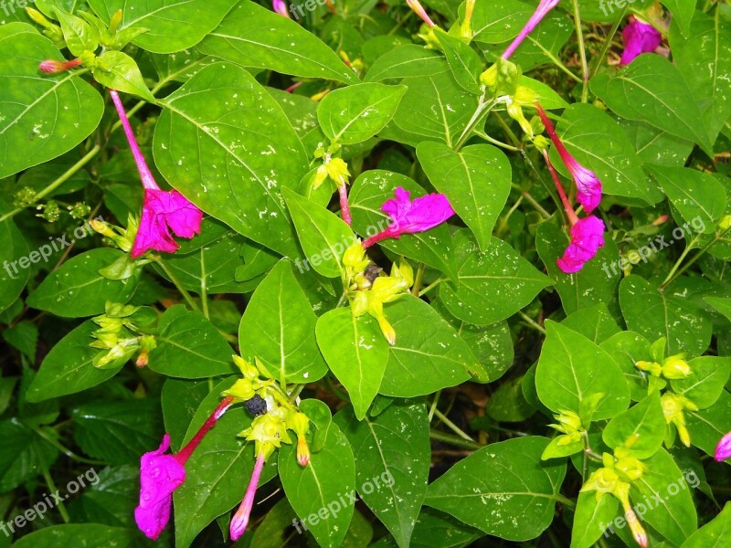 Flowers Hours Four Purple Ornamental Plants