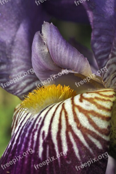 Iris Flower Bloom Markings Flowers