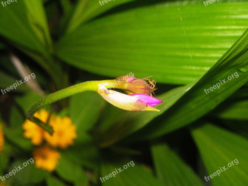 Bud Flowers Plant Ornamental Ants