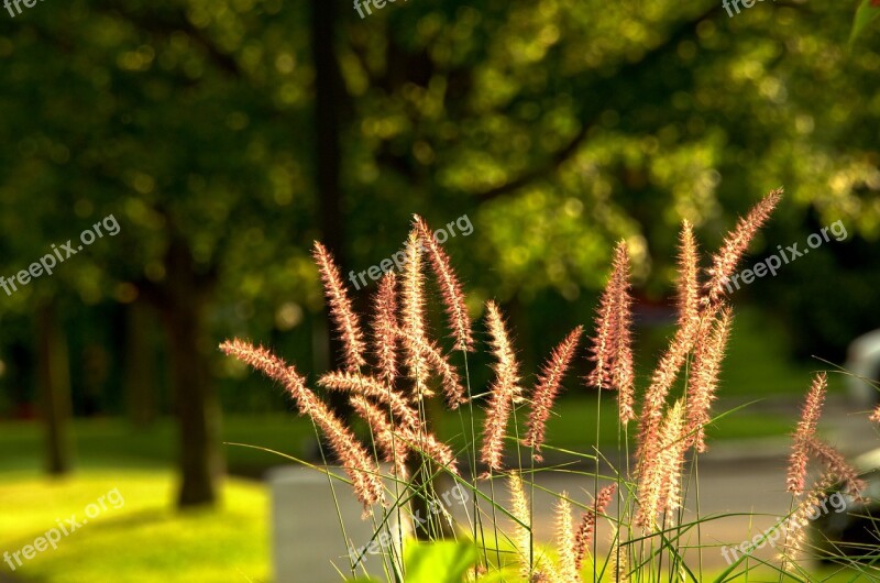 Evening Sunlight Soft Light Nature Silhouette