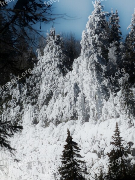 Canim Falls British Columbia Canada Frosted Tree