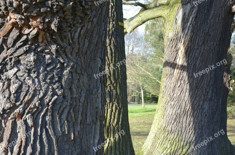 Oak Tree Bark Nature Free Photos