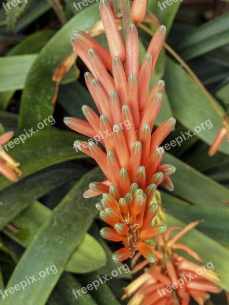 Exotic Flower Nature Wild Flowers Botanical