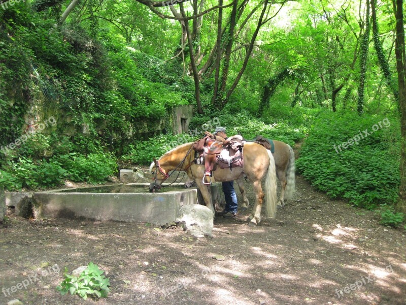 Horse Trough Horses Haflinger Ride Forest