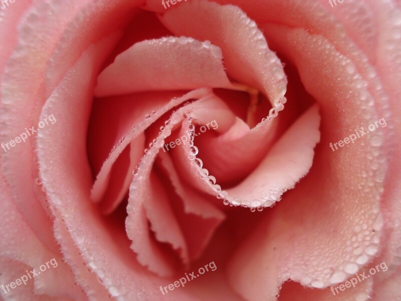 Rosa Flower Detail Rocio Water Droplets