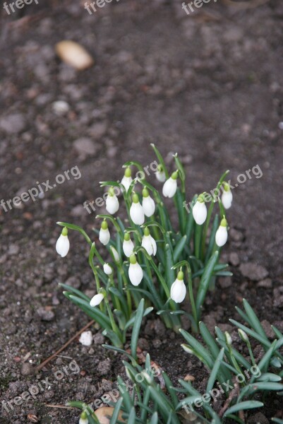 Snowdrop Flower Plant Blossom Bloom