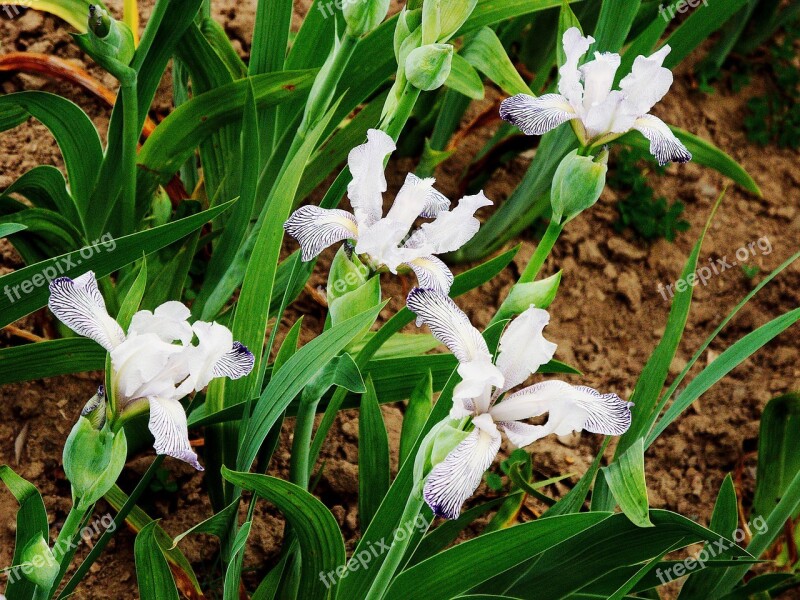 Iris Closeups Spring Blooming Nature