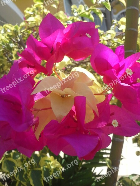 Trinitarian Fuchsia Flower Flowers Garden Fuchsia