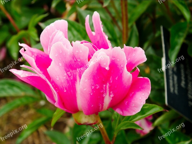 Peony Pink White Pink-white Pastel