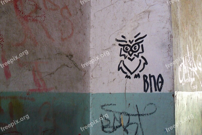 Owl Bird Birds Animal Graffiti