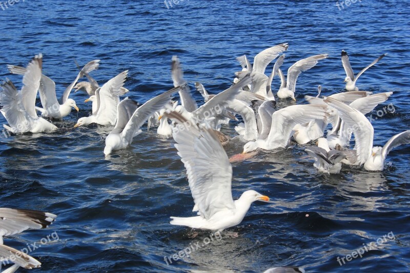 Seagull Sea Water Wave North Sea