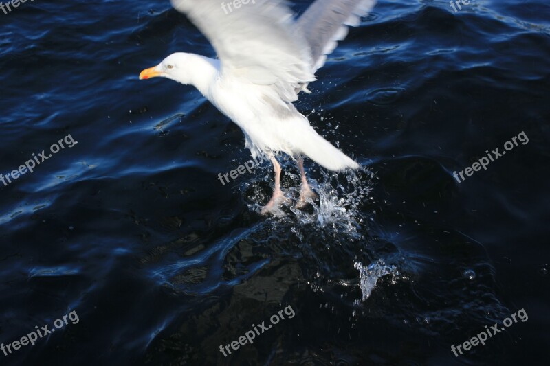 Seagull Sea Water Wave North Sea