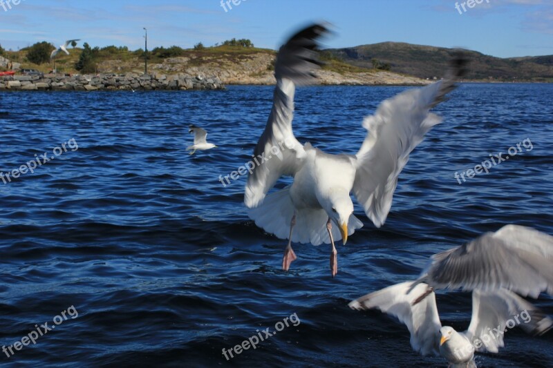 Seagull Sea Water Wave North Sea