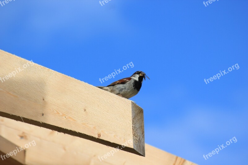 Sparrow Bird Sperling Feed Animal