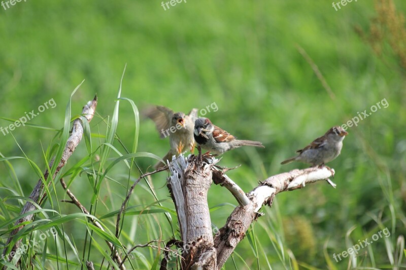 Sparrow Bird Sperling Feed Animal