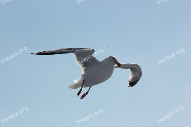 Seagull Sea Water Bird Gulls