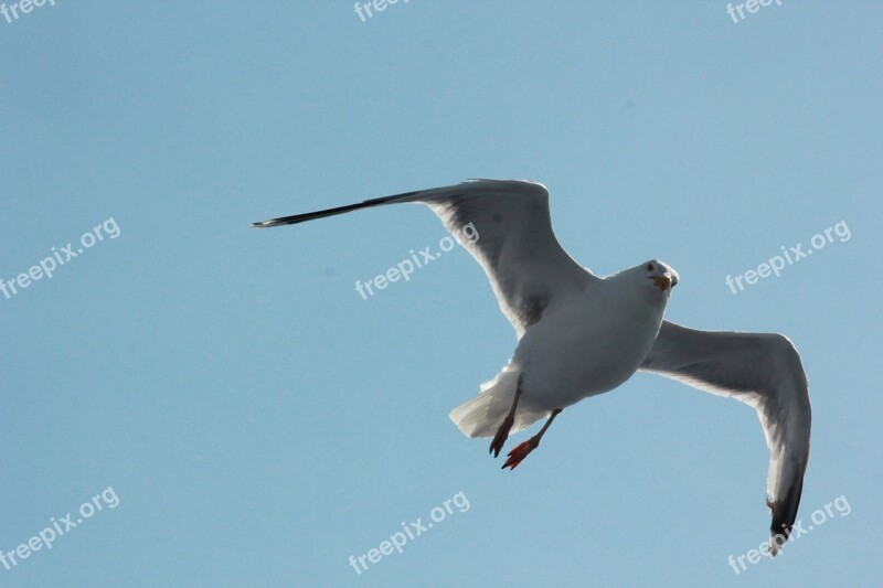 Seagull Sea Water Bird Gulls