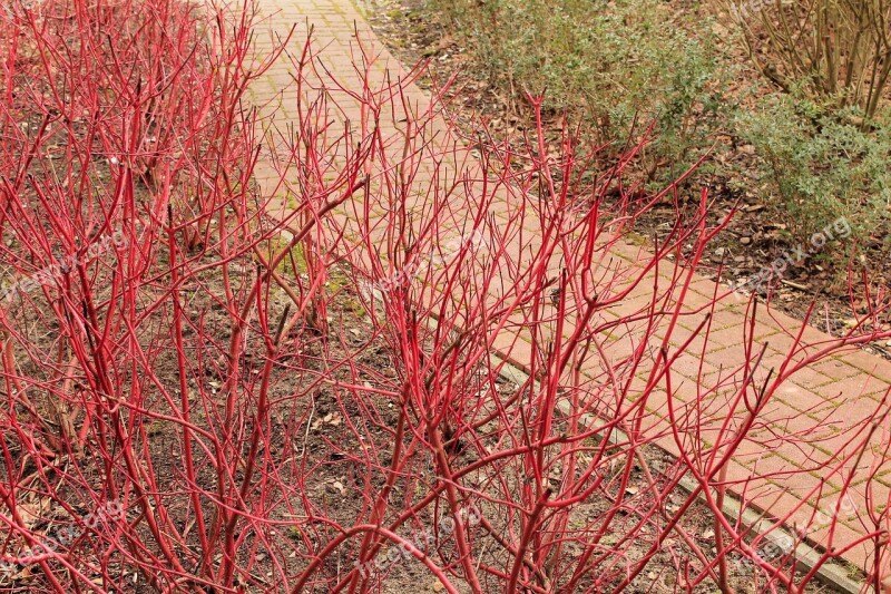 Sidewalk Siberian Dogwood Kahl Free Photos