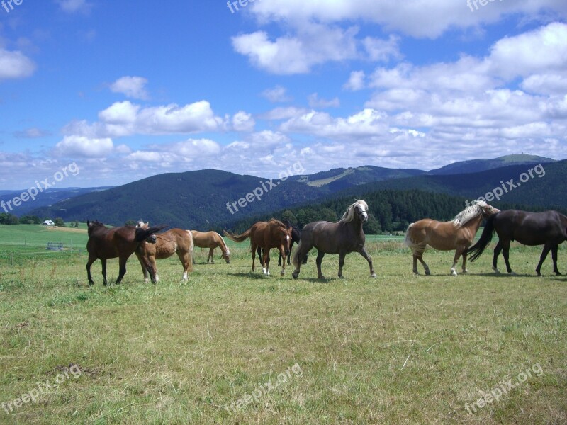 Paddock Horse Flock Pasture Grass